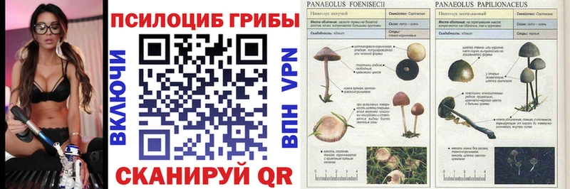 Псилоцибиновые грибы Psilocybine cubensis  Тихорецк 